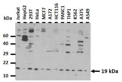 Western Blot: Glutathione Peroxidase 4/GPX4 Antibody [NBP1-54691]