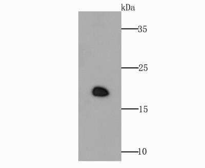 Western Blot: Glutathione Peroxidase 4/GPX4 Antibody [NBP2-76933]