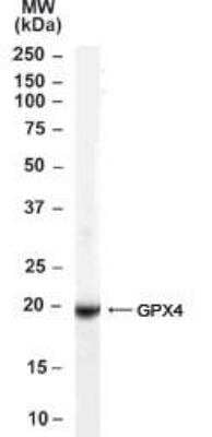 Western Blot: Glutathione Peroxidase 4/GPX4 AntibodyIsoform a and c [NB100-41379]