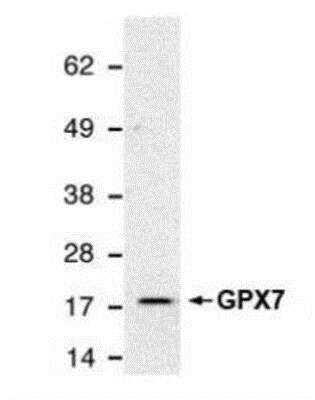 Western Blot: Glutathione Peroxidase 7 Antibody (2704) [NB100-344]