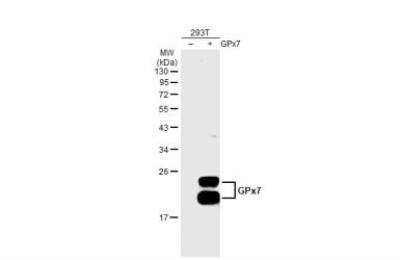 Western Blot: Glutathione Peroxidase 7 Antibody (2704) [NB100-344]
