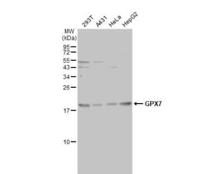 Western Blot: Glutathione Peroxidase 7 Antibody (2704) [NB100-344]