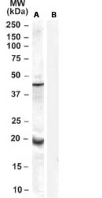 Western Blot: Glutathione Peroxidase 7 Antibody [NB100-41103]