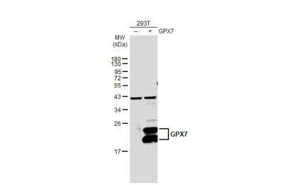 Western Blot: Glutathione Peroxidase 7 Antibody [NBP1-31924]