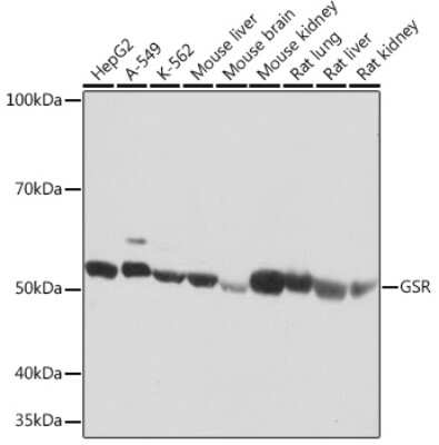 Western Blot: Glutathione Reductase Antibody (2J5N9) [NBP3-16436]