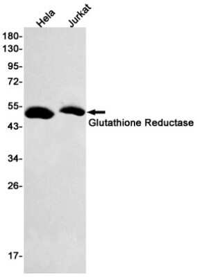 Western Blot: Glutathione Reductase Antibody (S08-2E4) [NBP3-15033]