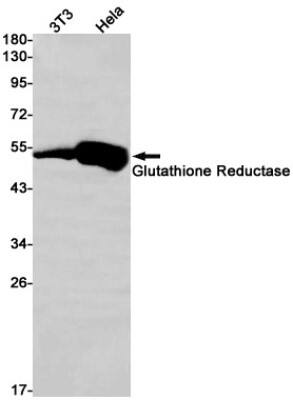 Western Blot: Glutathione Reductase Antibody (S09-5A9) [NBP3-19647]