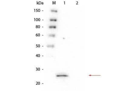 Western Blot: Glutathione S-Transferase/GST Antibody (4D12.H7.D10.E3) [NBP2-44182]