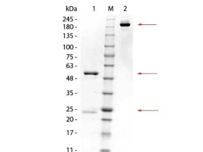 SDS-PAGE: Glutathione S Transferase kappa 1 Antibody (16A11.E4.E3.E7) [NBP2-44172]