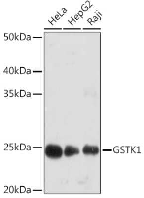 Western Blot: Glutathione S Transferase kappa 1 Antibody (7J5B3) [NBP3-16857]