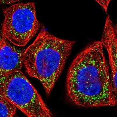 Immunocytochemistry/ Immunofluorescence: Glutathione S Transferase kappa 1 Antibody [NBP1-89726]