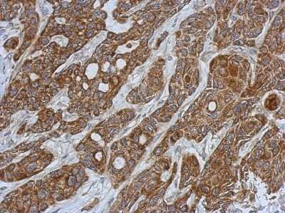 Immunohistochemistry-Paraffin: Glutathione S Transferase kappa 1 Antibody [NBP2-16685]
