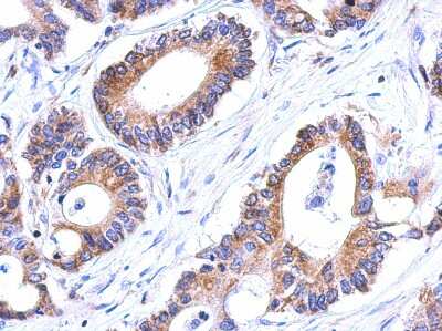 Immunohistochemistry-Paraffin: Glutathione S Transferase kappa 1 Antibody [NBP2-16686]