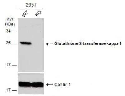 Western Blot: Glutathione S Transferase kappa 1 Antibody [NBP2-16685]