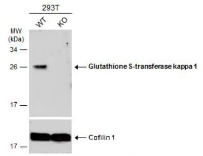 Western Blot: Glutathione S Transferase kappa 1 Antibody [NBP2-16686]