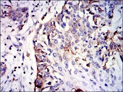 Immunohistochemistry-Paraffin: Glutathione S-Transferase mu 1/GSTM1 Antibody (1H4F2) - BSA Free [NBP2-22186]