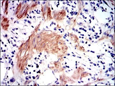 Immunohistochemistry-Paraffin: Glutathione S-Transferase mu 1/GSTM1 Antibody (1H4F2) - BSA Free [NBP2-22186]