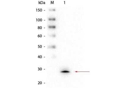 Western Blot: Glutathione S-Transferase mu 1/GSTM1 Antibody (1H7.D8.G5) [NBP2-44180]