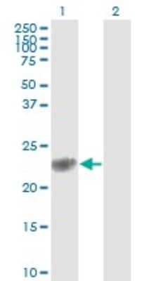 Western Blot: Glutathione S-Transferase pi 1/GSTP1 Antibody (2G6-F6) [H00002950-M01]