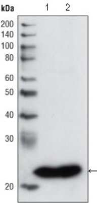 Western Blot: Glutathione S-Transferase pi 1/GSTP1 Antibody (3F2C2)BSA Free [NB110-60512]