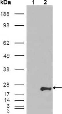 Western Blot: Glutathione S-Transferase pi 1/GSTP1 Antibody (3F2C2)BSA Free [NB110-60512]