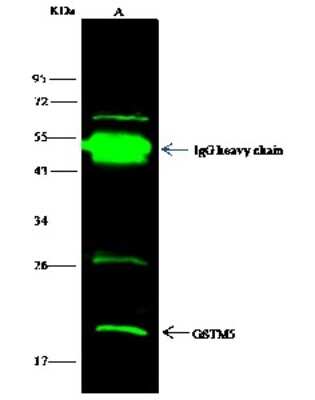 Immunoprecipitation: Glutathione S-transferase Mu 5 Antibody [NBP2-97064]