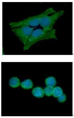 Immunocytochemistry/ Immunofluorescence: Glutathione Synthetase Antibody (12F2) - BSA Free [NBP2-59455]