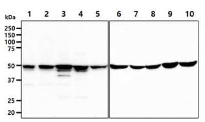 Western Blot: Glutathione Synthetase Antibody (12F2)BSA Free [NBP2-59455]