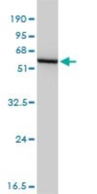 Western Blot: Glutathione Synthetase Antibody (4B6) [H00002937-M03]