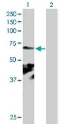 Western Blot: GlyBP Antibody [H00009731-B01P]