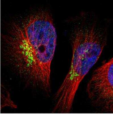 Immunocytochemistry/ Immunofluorescence: GlyT1/SLC6A9 Antibody [NBP1-81820]