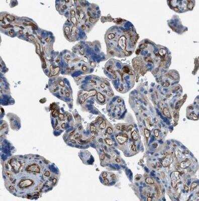 Immunohistochemistry-Paraffin: GlyT1/SLC6A9 Antibody [NBP1-81820]
