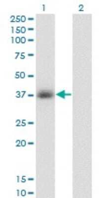 Western Blot: Glycerol 3 Phosphate Dehydrogenase Antibody (3C10-1C4) [H00002819-M01]