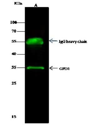 Immunoprecipitation: Glycerol 3 Phosphate Dehydrogenase Antibody [NBP2-97069]