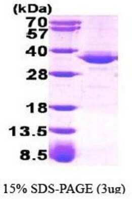 SDS-PAGE: Recombinant Human Glycerol 3 Phosphate Dehydrogenase Protein [NBP1-40405]