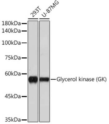 Western Blot: Glycerol Kinase Antibody (8S4T8) [NBP3-15687]