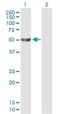 Western Blot: Glycerol Kinase Antibody [H00002710-B01P]