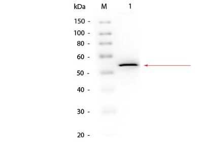 Western Blot: Glycerol Kinase Antibody [NBP1-78018]