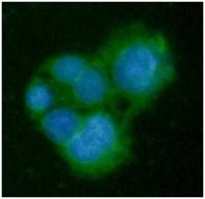 Immunocytochemistry/ Immunofluorescence: Glycine N-Methyltransferase/GNMT Antibody (5D1) - BSA Free [NBP2-59452]