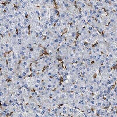 Immunohistochemistry-Paraffin: Glycine Receptor Alpha 1 Antibody [NBP1-86988]