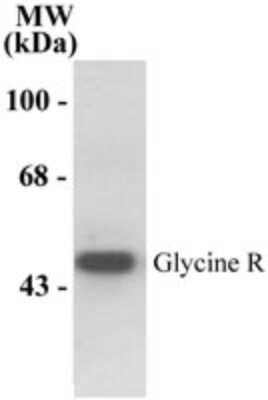 Western Blot: Glycine Receptor Alpha 1 AntibodyAzide and BSA Free [NB300-113]