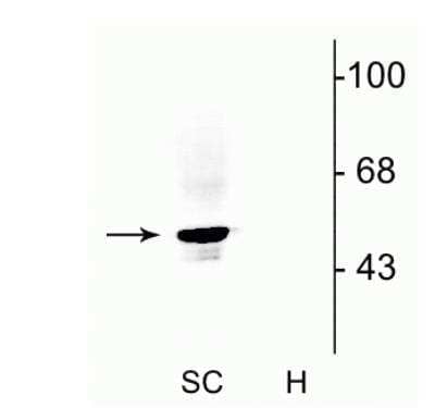 Western Blot: Glycine Receptor Alpha 1 AntibodyAzide and BSA Free [NB300-113]