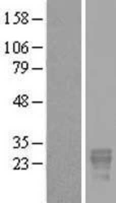 Western Blot: PP14/Glycodelin Overexpression Lysate [NBL1-14062]