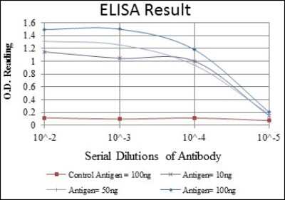 ELISA: Glycogen Synthase Antibody (3A7) - BSA Free [NBP2-37643]