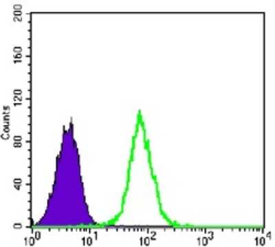 Flow Cytometry: Glycogen Synthase Antibody (3A7) - BSA Free [NBP2-37643]