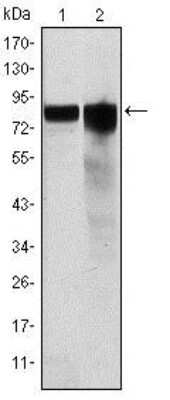 Western Blot: Glycogen Synthase Antibody (3A7)BSA Free [NBP2-37643]