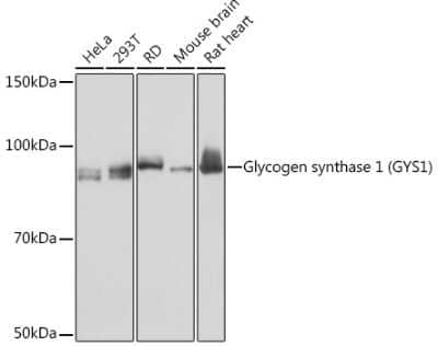 Western Blot: Glycogen Synthase Antibody (8N1B3) [NBP3-16719]