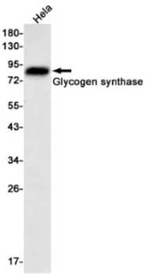 Western Blot: Glycogen Synthase Antibody (S02-2F3) [NBP3-19957]