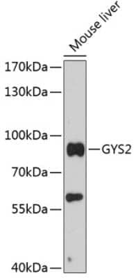 Western Blot: Glycogen synthase 2 AntibodyAzide and BSA Free [NBP3-03770]