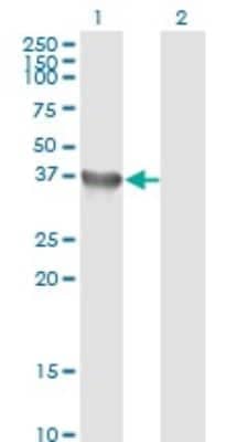 Western Blot: Glycogenin 1 Antibody (3B5) [H00002992-M07]